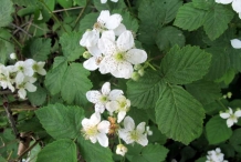 Raspberries-flowers