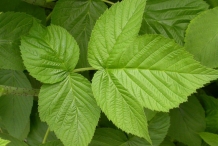 Raspberries-leaves