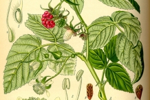 Raspberries-plant-illustration