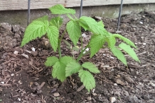 Raspberries-plant