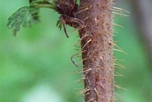 Raspberries-stem
