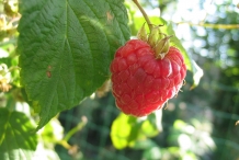 Raspberry