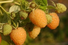 Yellow-raspberries