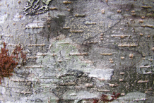 Bark-of-Red-Alder-Tree