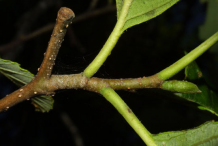 Branch-of-Red-Alder-plant