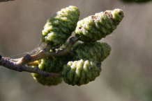 Green-Female-Catkins