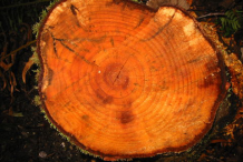 Inner-bark-of-Red-Alder-plant