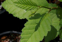 Leaves-of-Red-Alder-plant