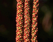 Male-catkins