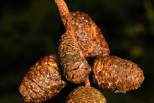 Mature-Female-Catkins