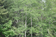 Red-Alder-Tree