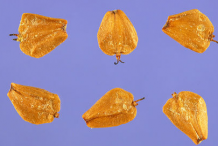 Seeds-of-Red-Alder-plant