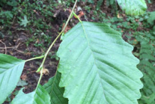 Small Red-Alder plant