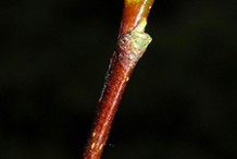 Twig-of-Red-Alder