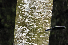 Young-stem-of-Red-Alder-tree