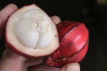 Red-angled-tampoi-cut