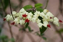 Red-angled-tampoi-flowers