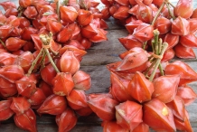 Red-angled-tampoi