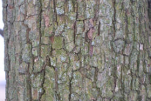 Bark-of-Red-Anjou-Pear