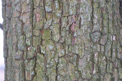 Bark-of-Red-Anjou-Pear