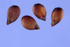 Seeds-of-Red-Anjou-Pear