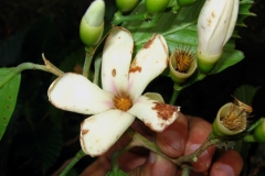 Flower-and-flowering-buds-of-Red-Balan