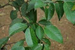 Leaves-of-Red-Balan