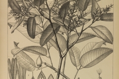 Plant-illustration of Red Balan
