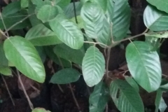 Small-Red-Balan-plant