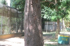Bark-of-Red-Bead-Tree