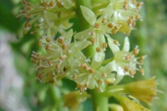 Closer-view-of-flower-of-Red-Bead-Tree