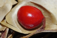 Closer-view-of-seed-of-Red-Bead-Tree