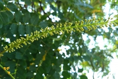 Flowering-buds-of-Red-Bead-Tree