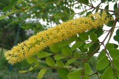 Flowers-of-Red-Bead-Tree