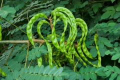 Immature-seedpods-of-Red-Bead-Tree