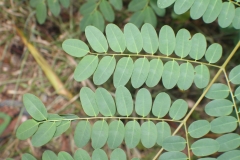 Leaves-of-Red-Bead-Tree