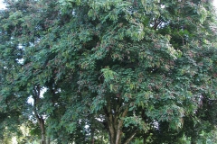 Red-Bead-Tree