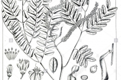 Sketch-of-Red-Bead-Tree