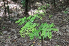 Small-sapings-of-Red-Bead-Tree
