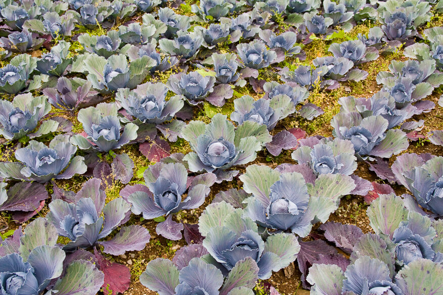 Red-cabbage-farm