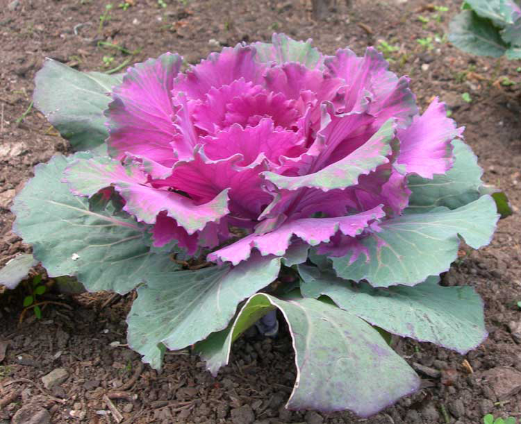 Red-cabbage-plant