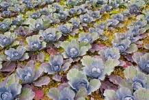 Red-cabbage-farm