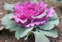 Red-cabbage-plant