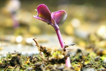 Seedlings-of-Red-cabbage