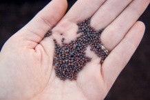 Seeds-of-Red-cabbage
