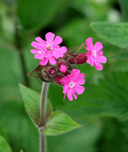 Flowers-of-Red-campion