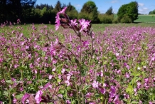 Red-campion-farming