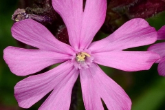 Closer-view-of-flower-of-Red-campion