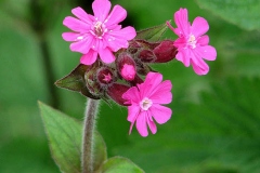 Flowers-of-Red-campion