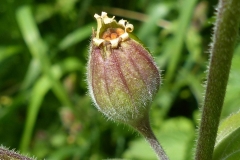 Immature-Fruit-of-Red-campion